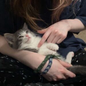 Meet your Posher, Peyton